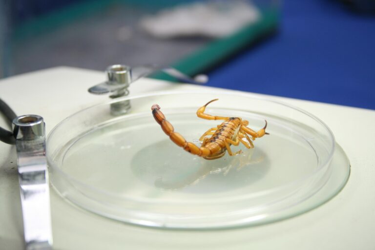 Picada de escorpião? Saiba que unidade de saúde procurar em Alagoas