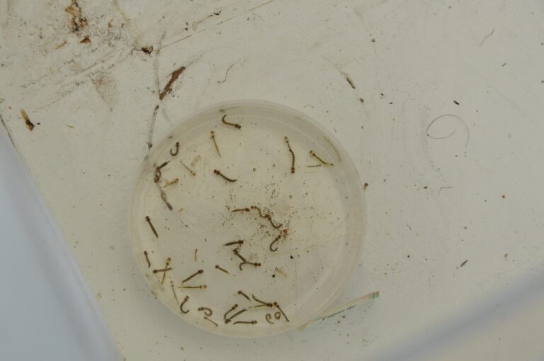 Secretaria alerta alagoanos sobre medidas preventivas contra arboviroses