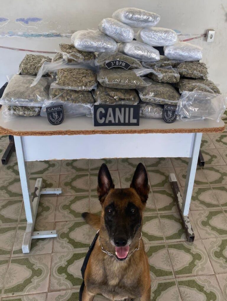 Polícia apreende mais de 10kg de drogas em ônibus em Arapiraca