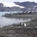 Mapeamento revela extensão de área livre de gelo na Antártica