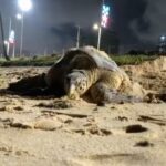 Tartaruga-de-pente é flagrada desovando em Maceió; ninho será monitorado pelo Biota