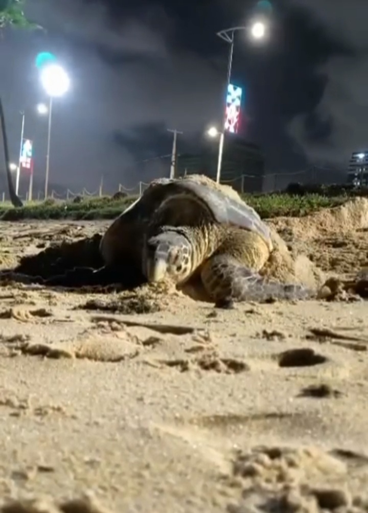 Tartaruga-de-pente é flagrada desovando em Maceió; ninho será monitorado pelo Biota