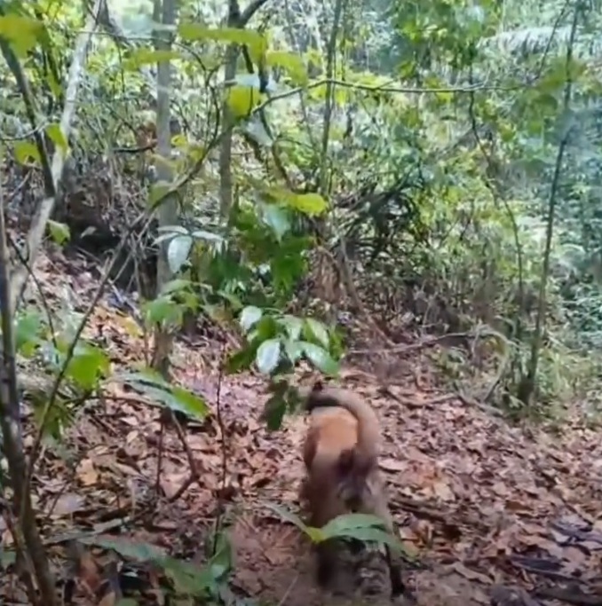 Corpo de homem que estava desaparecido é achado em área de mata em Rio Largo