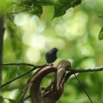 Alagoas é refúgio dos únicos filhotes da choquinha-de-alagoas