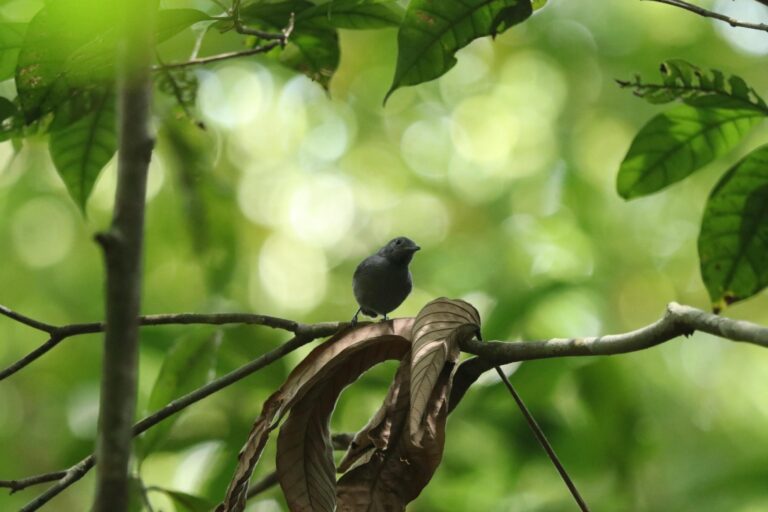 Alagoas é refúgio dos únicos filhotes da choquinha-de-alagoas