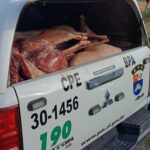 Polícia flagra abatedouro clandestino em União dos Palmares