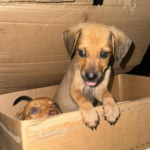 Polícia investiga abandono de filhotes de cachorros em Maceió