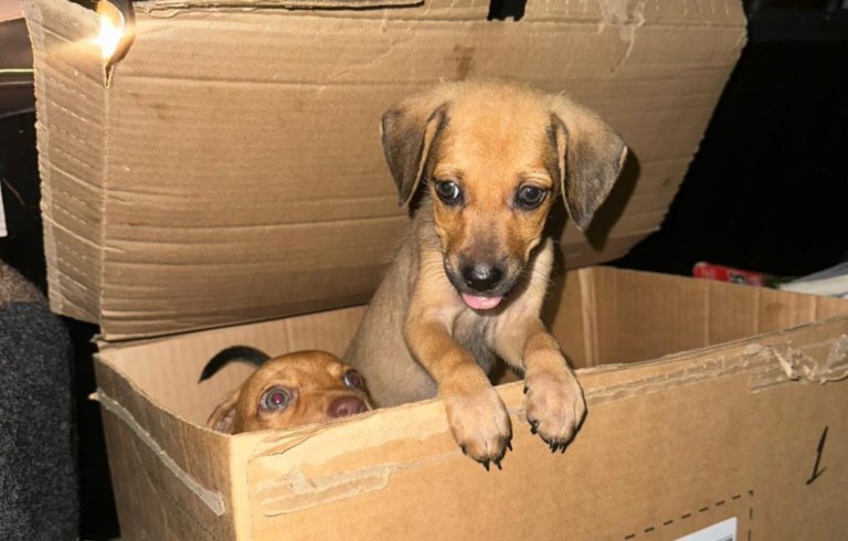 Polícia investiga abandono de filhotes de cachorros em Maceió