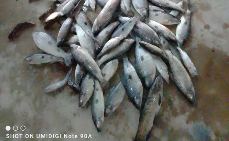 MPF instaura procedimento para apurar mortandade de peixes na Lagoa de Jequiá