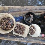 PM flagra grupo que realizava captura proibida de caranguejo-uçá em Maceió