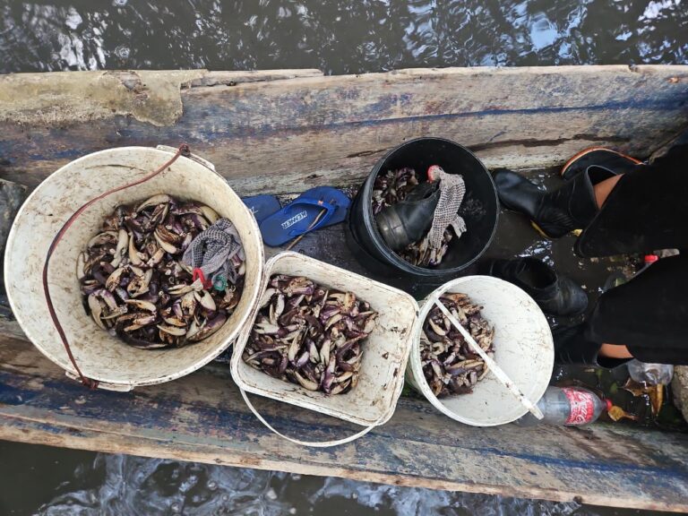 PM flagra grupo que realizava captura proibida de caranguejo-uçá em Maceió
