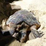 Tartaruga-de-pente é flagrada desovando na Praia da Jatiúca