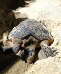Tartaruga-de-pente é flagrada desovando na Praia da Jatiúca