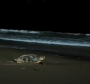 Tartaruga se assusta com aproximação de pessoas durante desova em Maceió