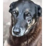 Caso Orelha: polícia pede internação de adolescente envolvido em crime