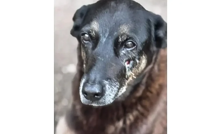 Caso Orelha: polícia pede internação de adolescente envolvido em crime