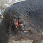 Polícia investiga ataque a cão comunitário em Maceió