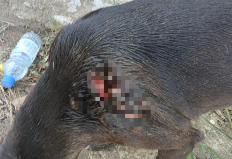 Polícia investiga ataque a cão comunitário em Maceió