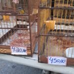 Polícia resgata aves silvestres e desarticula pontos de venda ilegal no interior de Alagoas