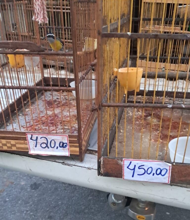 Polícia resgata aves silvestres e desarticula pontos de venda ilegal no interior de Alagoas