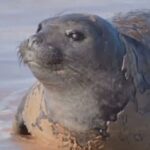 Triste desfecho: elefante-marinho é encontrado morto no litoral de Alagoas