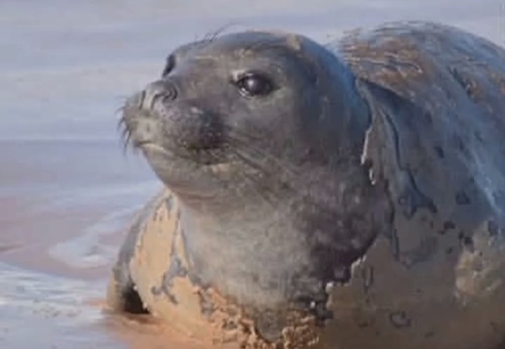 Triste desfecho: elefante-marinho é encontrado morto no litoral de Alagoas