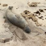IMA monitora elefante-marinho no litoral alagoano