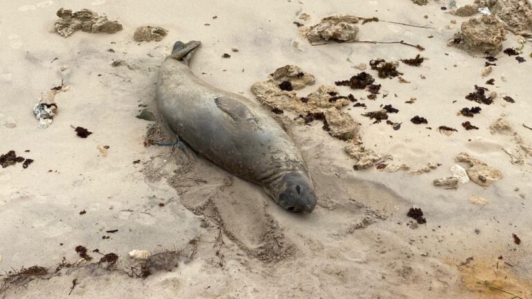 IMA monitora elefante-marinho no litoral alagoano
