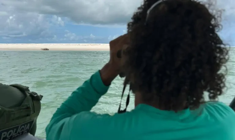 Elefante-marinho é avistado no litoral sul de Alagoas
