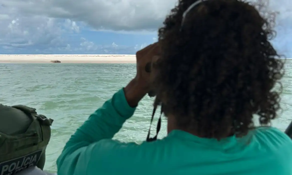 elefante-marinho_alagoas biota