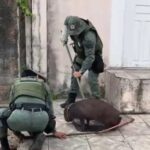 Capivara ferida é resgatada pela Polícia Militar em Maceió