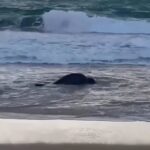 Elefante-marinho ‘Leôncio’ é visto em Jequiá da Praia
