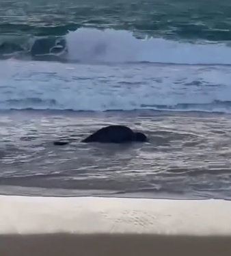 Elefante-marinho ‘Leôncio’ é visto em Jequiá da Praia