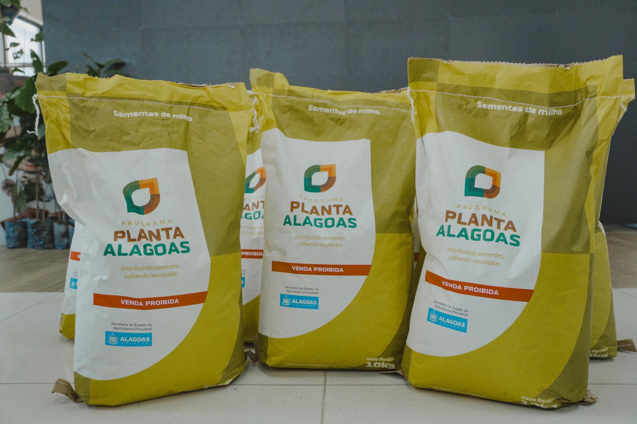 planta-alagoas-entrega-30-toneladas-de-sementes-no-sertao-nesta-quinta-26