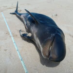 Filhote de golfinho raro é achado morto em praia de Coruripe