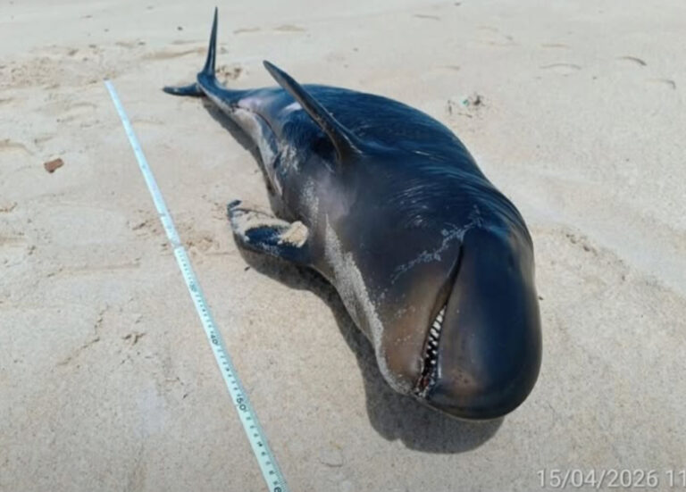 Filhote de golfinho raro é achado morto em praia de Coruripe