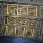 Polícia apreende 42 aves silvestres dentro de mala no Aeroporto Zumbi dos Palmares