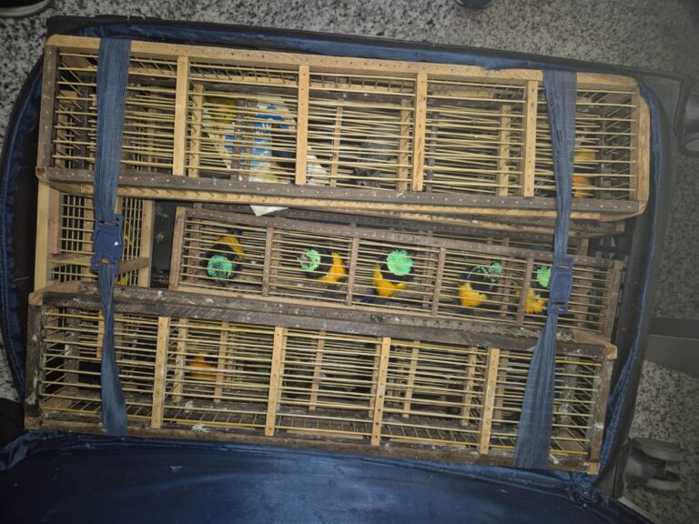 Polícia apreende 42 aves silvestres dentro de mala no Aeroporto Zumbi dos Palmares