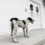 Cachorro permanece em frente a hospital em Rio Largo até a alta médica do tutor