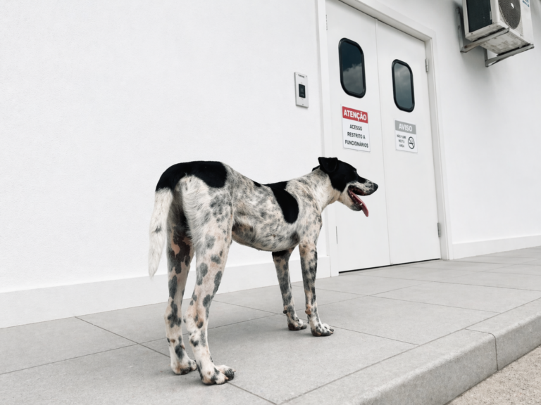Cachorro permanece em frente a hospital em Rio Largo até a alta médica do tutor