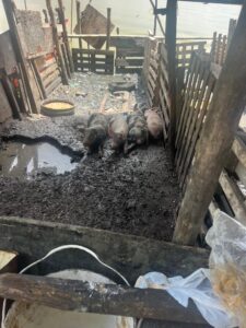 porcos levada maceió