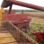 Plataforma cruza dados para rastrear cadeias de commodities