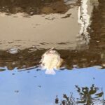 Morte de peixes é investigada na Barra de São Miguel