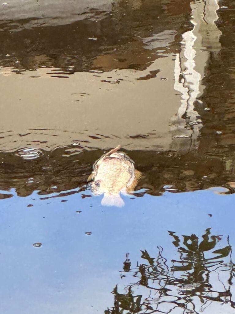 Morte de peixes é investigada na Barra de São Miguel