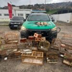 Polícia recolhe arma de fogo e mais de 30 animais silvestres na Zona da Mata de Alagoas