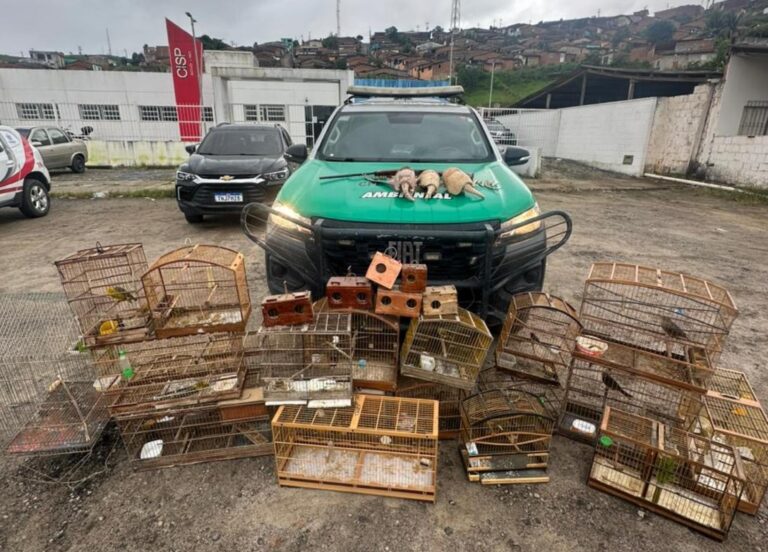 Polícia recolhe arma de fogo e mais de 30 animais silvestres na Zona da Mata de Alagoas