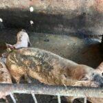 Ação integrada remove pocilgas do entorno do Mercado da Produção, em Maceió