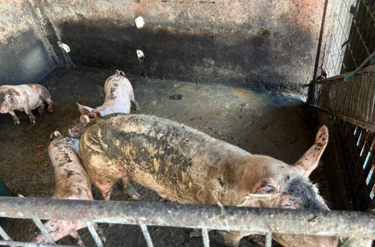 Ação integrada remove pocilgas do entorno do Mercado da Produção, em Maceió