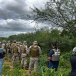 Polícia destrói mais de 2 mil pés de maconha em Alagoas e Pernambuco