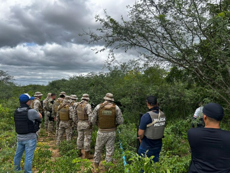 Polícia destrói mais de 2 mil pés de maconha em Alagoas e Pernambuco